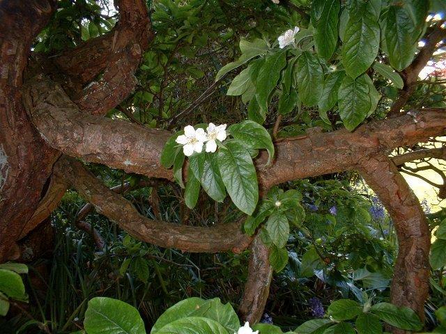 Medlar Cottage 阿伦德尔 外观 照片